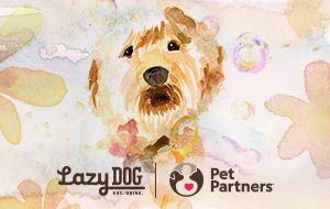 FaceplateAlt_LAZYDOG_1108238